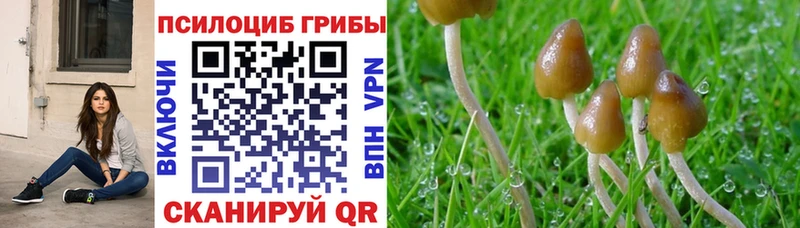 Псилоцибиновые грибы MAGIC MUSHROOMS  blacksprut зеркало  Пошехонье 